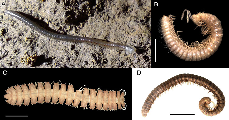 Fotografías de algunas especies de milpiés troglobios ibéricos