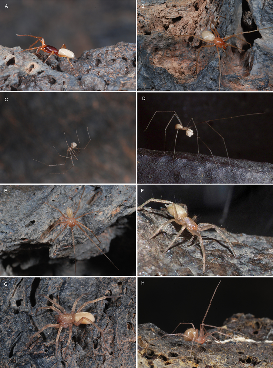 Habitus de varias arañas troglobiontes presentes en Canarias