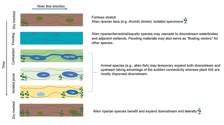 Example of spread of terrestrial and aquatic alien taxa along an intermittent water way and adjacent systems during flooding and contraction events