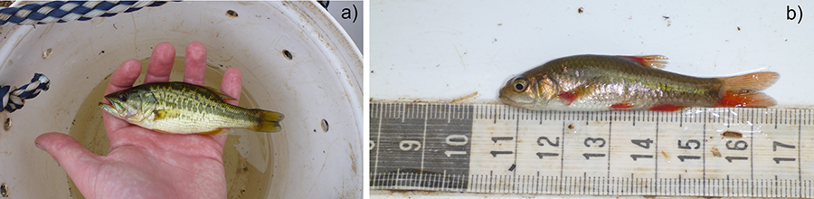 Invasive and native threatened fish species from the Cape Fold Ecoregion IRES. a) Example of invasive fish in South Africa: juvenile Micropterus sp. (15 cm size); b) Native South African species: Pseudobarbus afer (Peters, 1854) (IUCN Red list status: endangered). Photo credits: D.J. Woodford