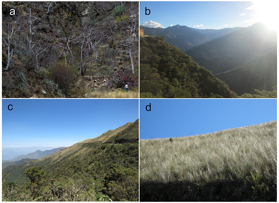 Características vegetales generales en el gradiente altitudinal del distrito de Balsas, Chachapoyas, Amazonas