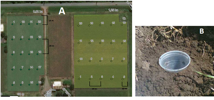A) Localización e imagen satelital del cultivo de alcaucil de 1 año (AC1) (izquierda) and 4 años (AC4) (derecha) en La Plata, Argentina. Los puntos de muestreo se indicaron con números en cada cultivo. B) Trampa de caída.