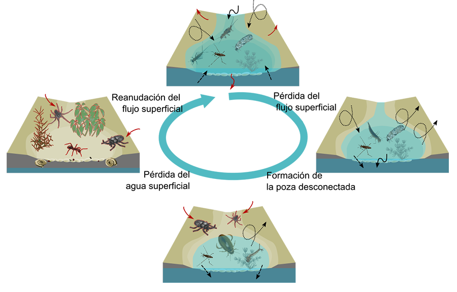 Cambios en
la composición de especies entre comunidades acuáticas y terrestres a lo largo
del ciclo hidrológico de los ríos temporales
