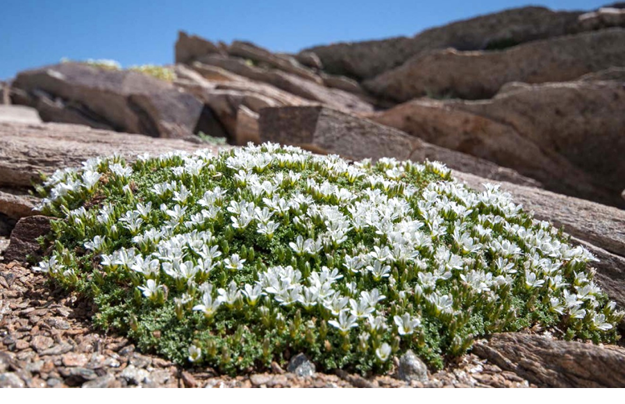 Arenaria tetraquetra subsp amabilis (Bory) Lindberg es una subespecie endémica de Sierra Nevada que ilustra los procesos evolutivos que hacen de las sierras Béticas un punto de diversidad vegetal de importancia global.