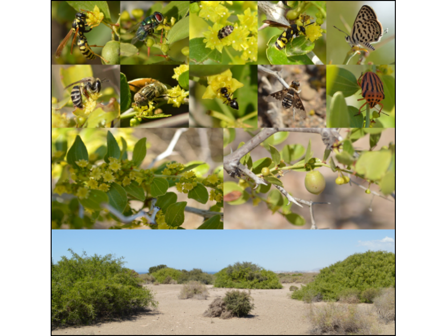 Fotografías de un sistema de Ziziphus lotus (L.) Lam. bien conservado en la provincia de Almería, con algunas especies representativas los principales grupos de polinizadores.