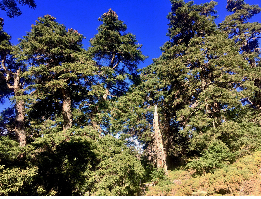 Las sierras Béticas albergan un elevado número de endemismos, entre los que destaca el pinsapo (Abies pinsapo Boiss.)