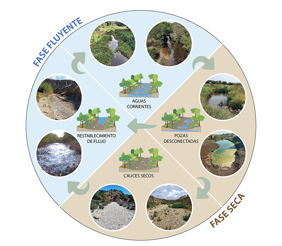 Alternancia de las fases fluyente y
seca en ríos temporales