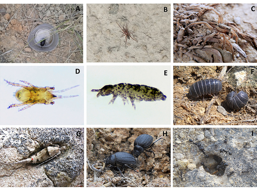 Invertebrados terrestres presentes en ríos temporales