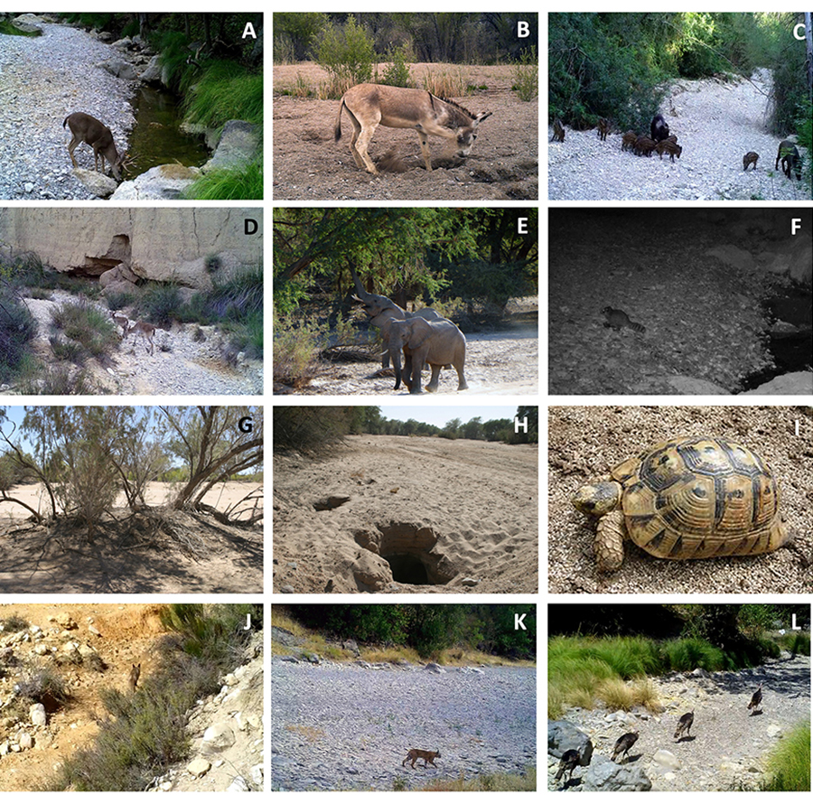 Los ríos temporales durante la fase seca proporcionan funciones ecológicas claves para la fauna terrestre
invertebrada y vertebrada
