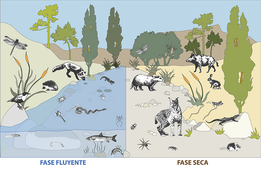 La conservación y gestión de los ríos debe considerar tanto la fase fluyente como la seca, y por tanto sus
comunidades acuáticas y terrestres asociadas