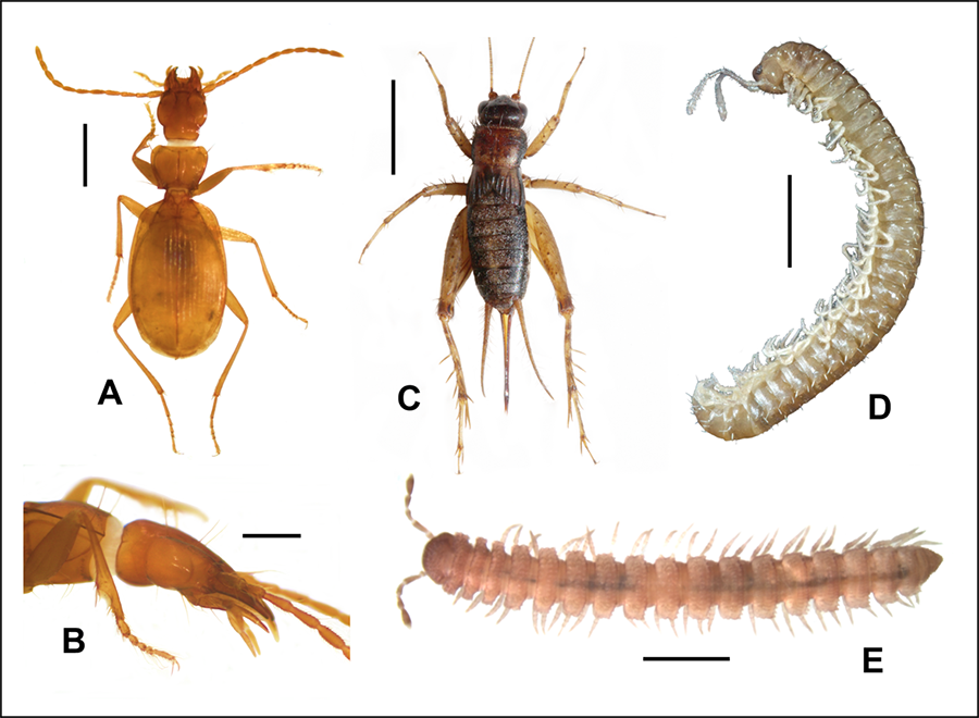 Especies descritas del Medio Subterráneo Superficial (MSS)