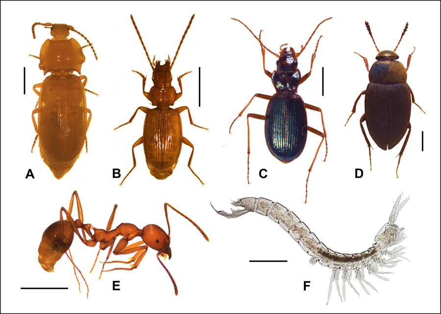 Especies halladas en el Medio Subterráneo Superficial (MSS)