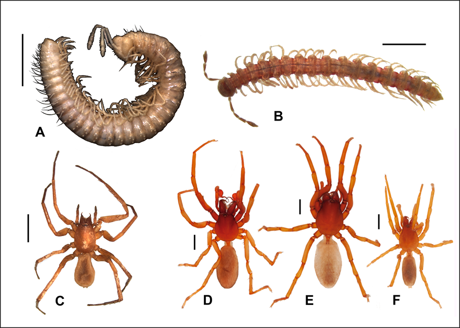 Especies halladas en el Medio Subterráneo Superficial (MSS)