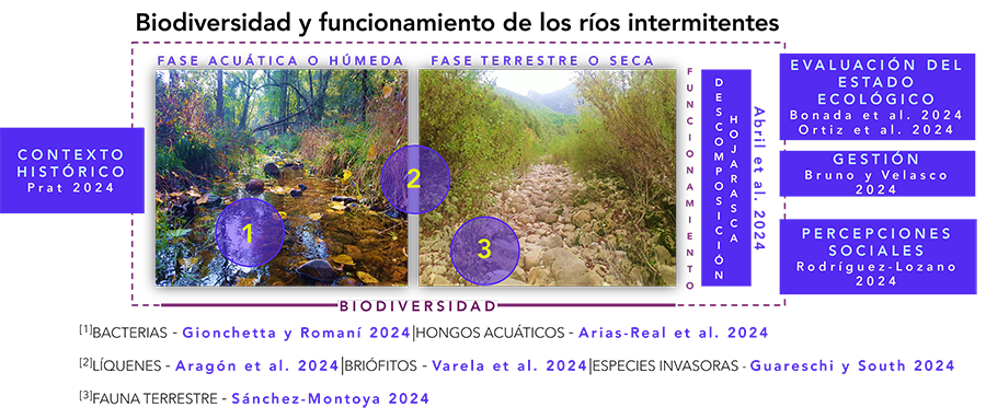Representación esquemática de los contenidos que estructuran este monográfico.