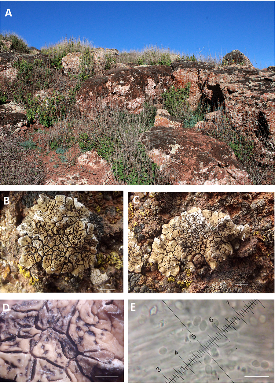 A) Rocas volcánicas en Cerro Gordo (Campo de Calatrava, Castilla-La Mancha); (B, C) Hábito de Acarospora assimulans sobre rocas volcánicas (escala = 2 mm); (D) Escuámulas y apotecios (escala = 1 mm); (E) Esporas (escala = 10 µm).