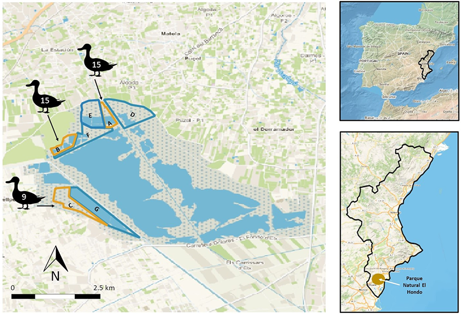 Overview of the demographic diversity of the survey sample by gender (left) and age (right)