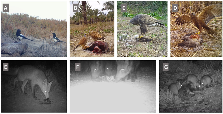 Overview of the demographic diversity of the survey sample by gender (left) and age (right)