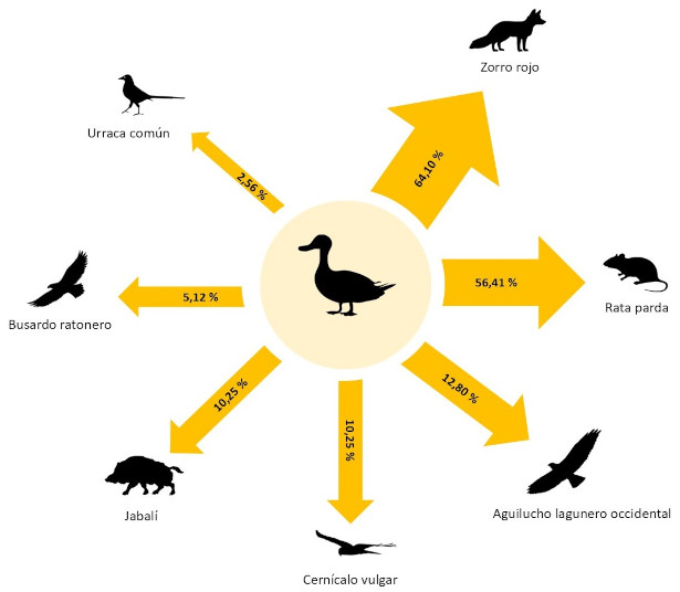 Overview of the demographic diversity of the survey sample by gender (left) and age (right)