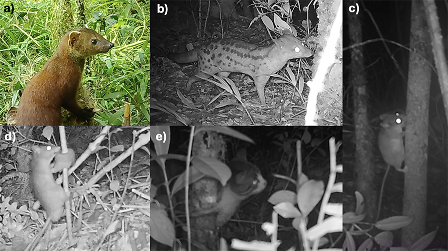 Ejemplos de especies detectadas por
las cámaras de fototrampeo haciendo uso trófico de la carroña durante el muestreo en el PN Ranomafana y alrededores