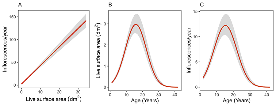  Figura 1. Model-predicted, average population-level estimates of the relationships linking current plant size with yearly inflorescence production