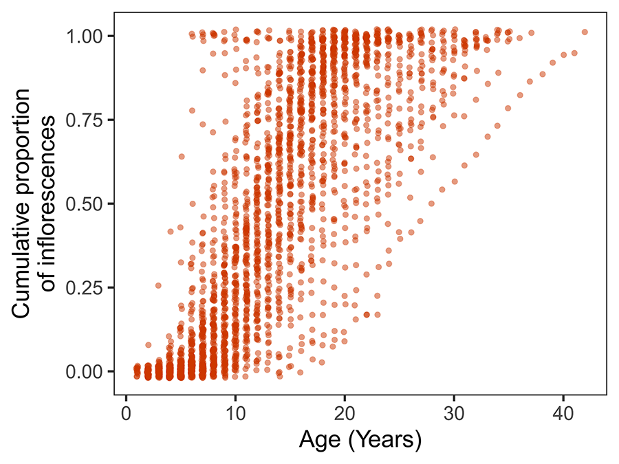 Cumulative density distributions of the number of inflorescences produced over lifetime by individual Lavandula latifolia plants
