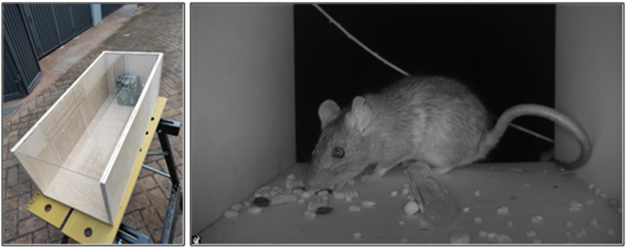 Cámara adaptada para la identificación de micromamíferos (izquierda) y una imagen capturada de rata negra (Rattus rattus) dentro de la caja adaptada (derecha).