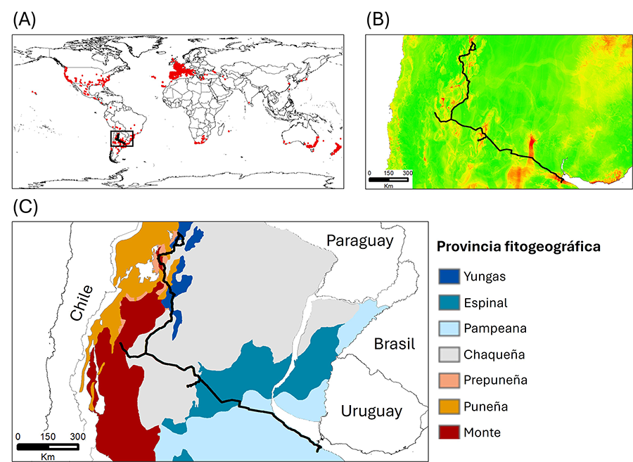 Distribución global de Cortaderia selloana (puntos rojos). El cuadro negro indica el área de muestreo y la línea negra representa el transecto de muestreo realizado para evaluar la preferencia de hábitat de la especie en Argentina.