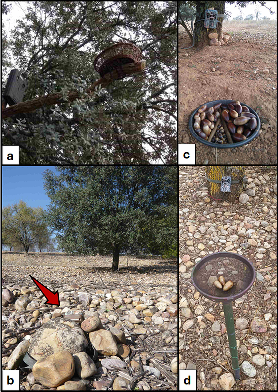 Montajes de las cámaras de
fototrampeo en los distintos experimentos de la interacción córvido-bellota