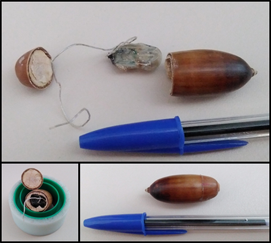 Inserción del radiotransmisor y su
antena en el interior de la bellota en los estudios de dispersión por córvidos