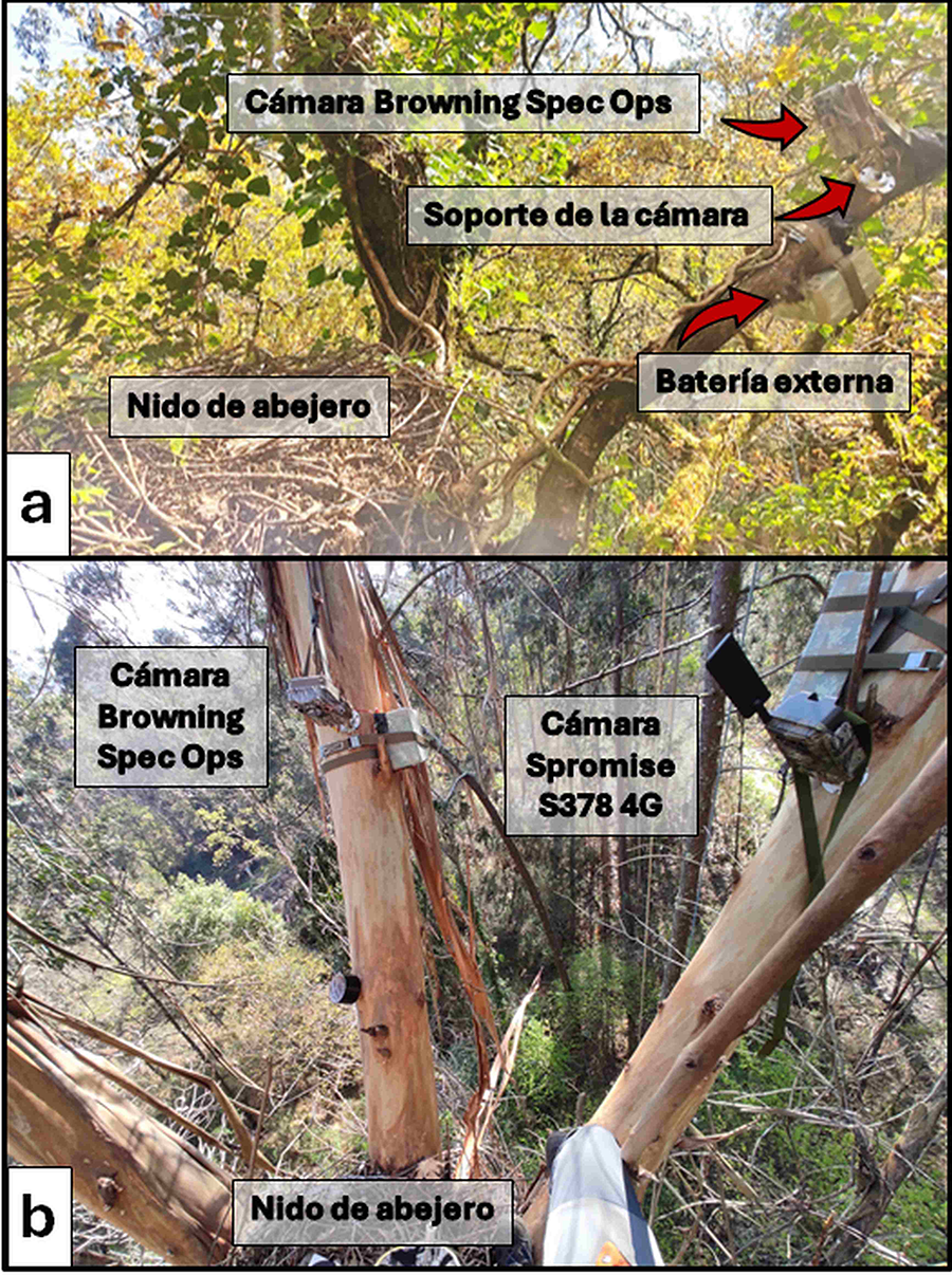 Montaje de las cámaras de fototrampeo y baterías externas en las proximidades de los nidos de abejero europeo