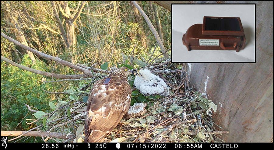 Hembra de abejero fotografiada en el nido alimentando a su pollo con larvas de Vespa velutina, en la que se aprecia el emisor GPS (satélite) sujeto a su espalda mediante un arnés adaptado a su tamaño