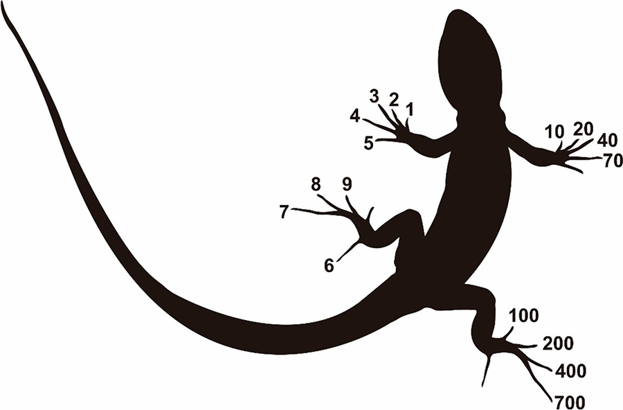 Código de ectomización de falanges en Anolis barkeri tomado y modificado de la numeración propuesta por Donnelly et al