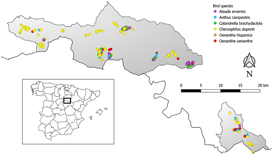 Localización del área de estudio en
el sur de la provincia de Soria (rectángulo negro dentro de España), indicando
los puntos donde se capturaron individuos de diferentes especies de aves
esteparias (puntos de color