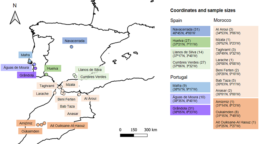 Map showing the geographic locations where Psammodromus algirus lizards were sampled in Spain, Portugal and Morocco. The colours represent the groups that were used for the statistical analyses, based on the geographic proximity of locations and the number of captured lizards per each location. Sample size is indicated in parentheses.