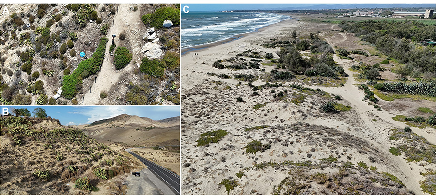 Detección, modelaje y predicción de plantas invasoras a partir de imágenes de dron e inteligencia artificial (IA).