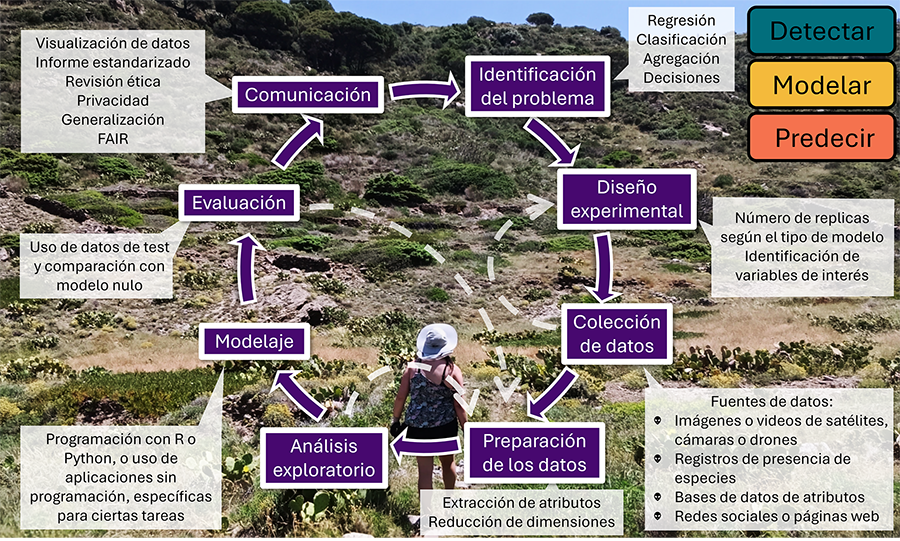 Elementos clave en el ciclo de vida en los proyectos de datos para el estudio de especies invasoras, desde la identificación del problema y la aplicación de la inteligencia artificial (IA) (detectar, modelar, predecir), hasta la comunicación de resultados, que puede llevar a la identificación de nuevas preguntas