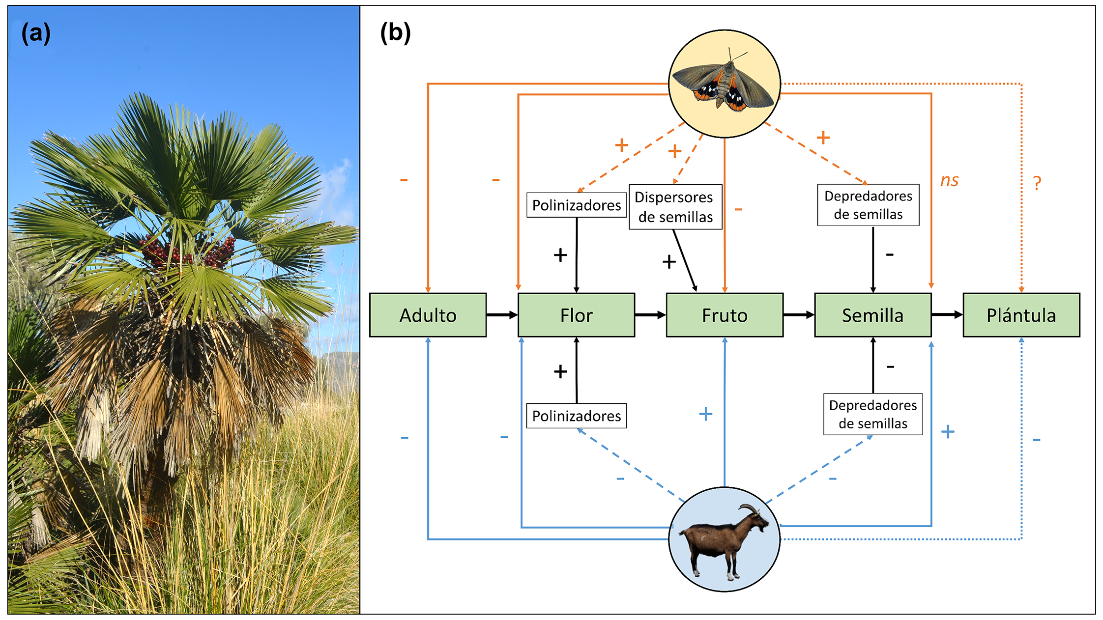 (a) Individuo de palmito mediterráneo Chamaerops humilis L. (b) Representación esquemática de los efectos directos e indirectos observados y esperados de los dos herbívoros invasores alóctonos, Paysandisia archon Burmeister (naranja) y Capra hircus L. (azul), en las etapas del ciclo de vida (adulto, flor, fruto, semilla, plántula) del palmito C. humilis L. (verde)
