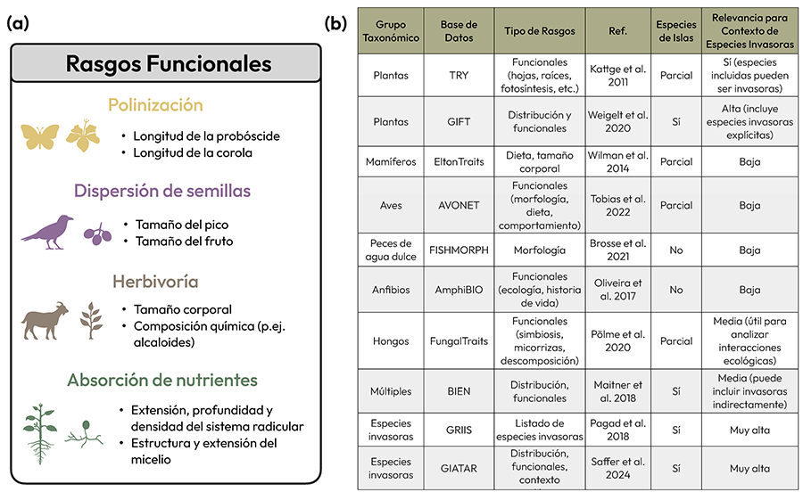 (a) Ejemplos de rasgos funcionales asociados a diferentes interacciones entre especies y funciones específicas. (b) Tabla resumen con ejemplos de bases de datos de rasgos funcionales de especies (tanto introducidas como nativas), organizadas por grupo taxonómico o por bases que abarcan múltiples taxones con un enfoque exclusivo en invasoras