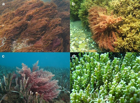 a) Desarrollo masivo de Asparagopsis armata en ambientes fotófilos en Ceuta; b) Asparagopsis armata en un bosquete de Ericaria selaginoides en la costa de Granada; c) Desarrollo de Asparagopsis taxiformis sobre una pradera de Posidonia oceanica en la localidad de Castell de Ferro (Granada); d) Caulerpa cylindracea. 