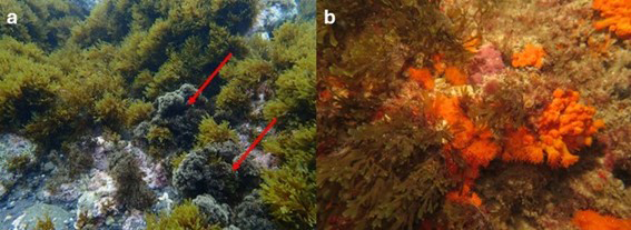 a) Desarrollo masivo de Rugulopteryx okamurae en ambientes fotófilos con presencia de Halopteris scoparia (flecha roja) como especie nativa más resistente a la invasión en la zona de Especial Conservación de los acantilados y fondos marinos del Tesorillo-Salobreña (Almuñecar, Granada); b) Proliferación de Rugulopteryx okamurae sobre el coral naranja Astroides calycularis en la Zona de Especial Conservación de los Acantilados y Fondos Marinos de la Punta de la Mona (Granada). 