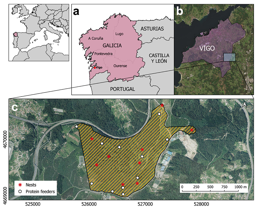 a) Location of Autonomous Community of Galicia, its provinces and the city of Vigo; b) Location of radio-tracking searching area in the municipality of Vigo; c) Radio-tracking searching area with the nests found (asterisks) and the protein feeders (empty dots) (Coordinates UTM 29 N).