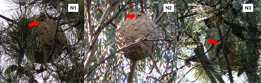 Nests used for nest activity recordings. In each nest, the entrance hole is marked with an arrow and in the upper right part of each photograph the nest identifier: N1, N2 and N3 (photographs made by A. Lagoa with Panasonic HC-X1000 camera).