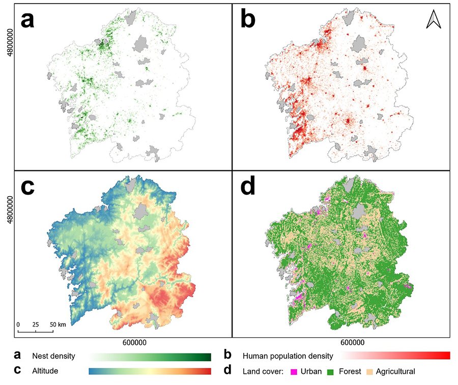 a) Vespa velutina nests density in year 2020; b) Galician human population distribution in year 2020; c) altitude of Galicia; d) land cover. In grey are marked municipalities that did not report any data to 2020 Xunta de Galicia database (Coordinates UTM 29 N)