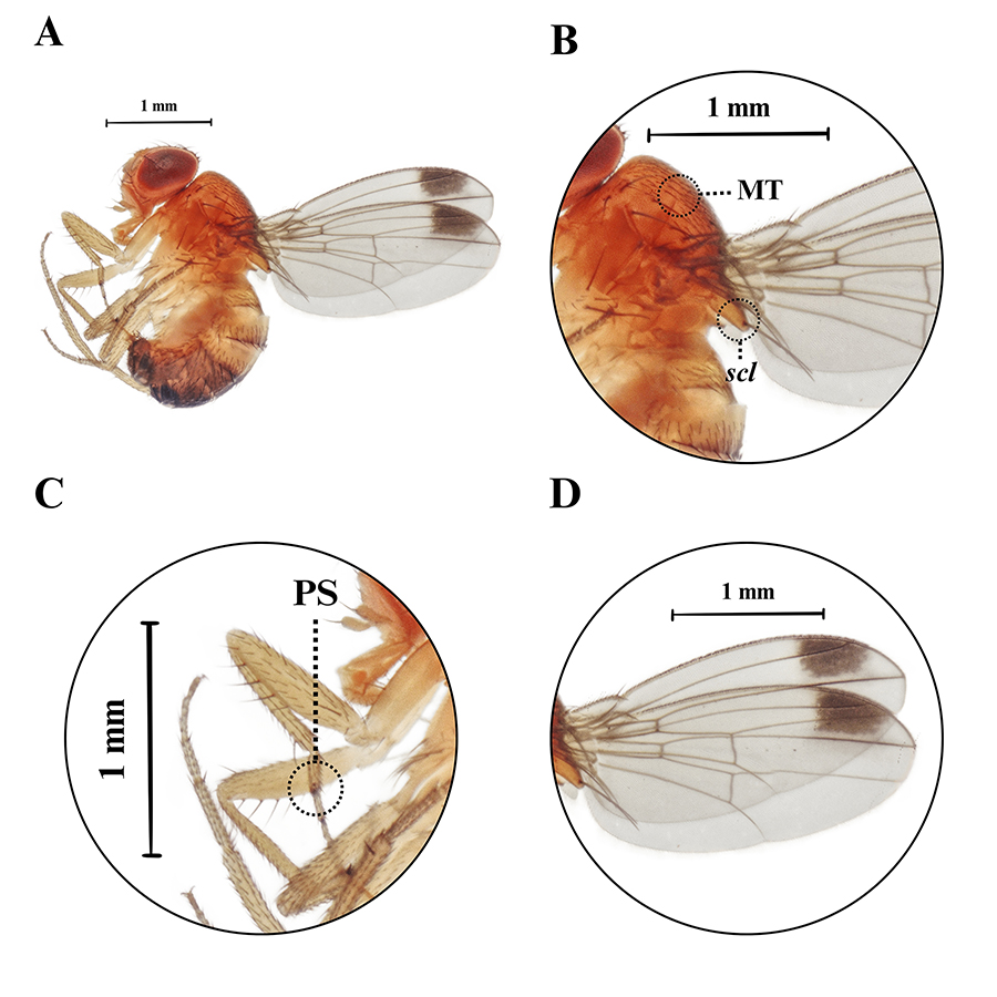 Drosophila suzukii captured in November 2024 in Honduras (transient). A) lateral view of an adult male. B) A close-up of the mesothorax (MT) and scutellum (scl). C) A magnified view of the posterior spur (PS) on the leg. Sex combs on the first and second tarsomere of male's forelegs. D) Dark apical spots can be observed in the wings. Scale bar – 1 mm (Photo by Yefrin Valladares).