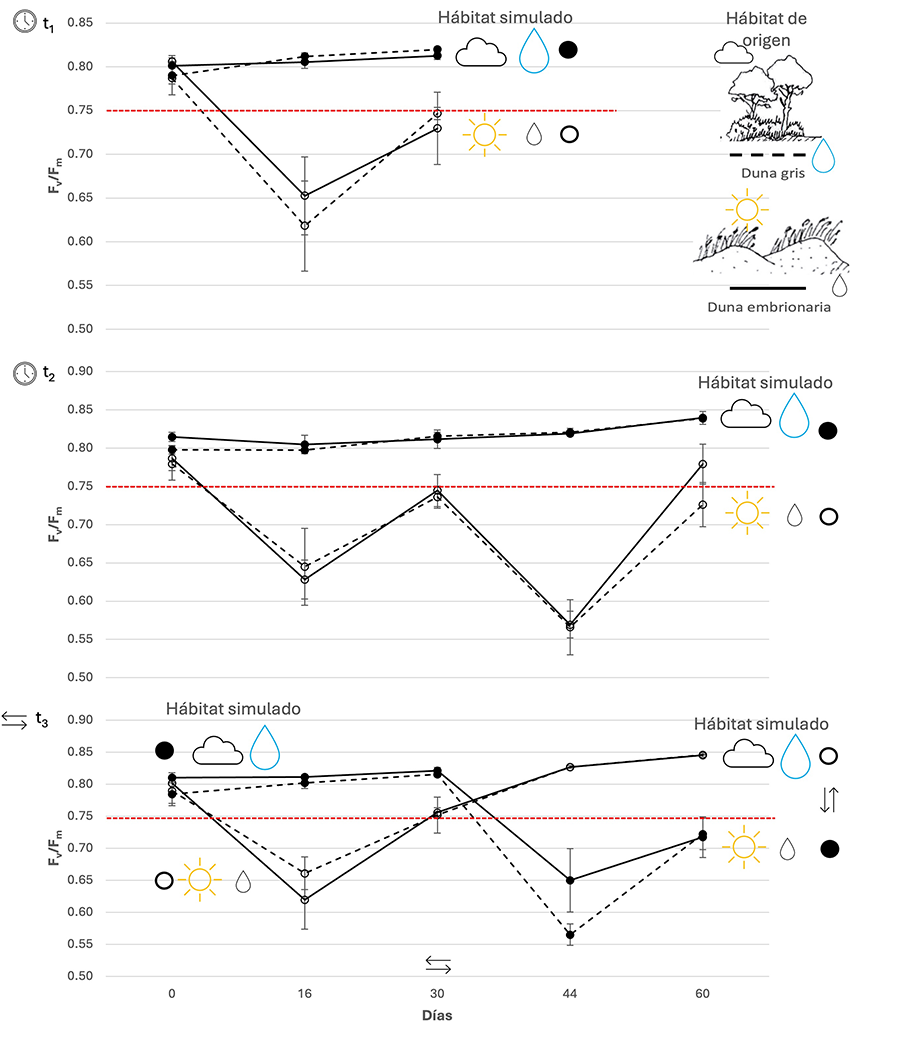 Cambios de Fv/Fm (media ± Error Estándar) a lo largo del tiempo en los individuos de duna embrionaria (línea continua) y de duna gris (línea discontinua) que crecían al inicio del experimento en condiciones de alta disponibilidad lumínica y baja disponibilidad hídrica ≈ duna embrionaria (círculos abiertos) y baja disponibilidad lumínica y alta disponibilidad hídrica ≈ duna gris (círculos cerrados), en los diferentes “tiempos”: t1, t2 , y t3. Se destaca en rojo valores de Fv/Fm de 0.75 como indicativo del límite inferior de ausencia de fotoinhibición. 
