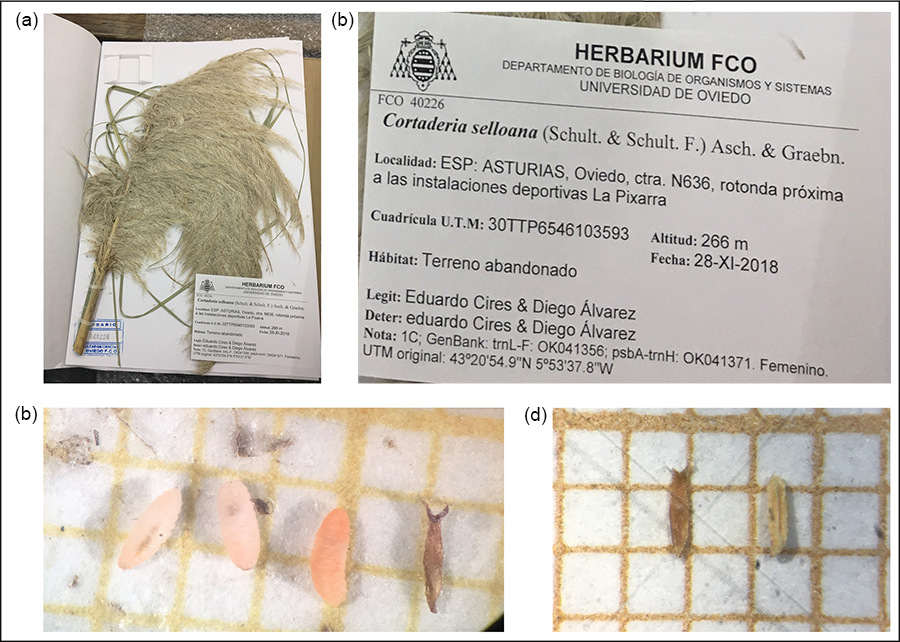 Ejemplo de las distintas imágenes tomadas de los ejemplares de Cortadelia selloana recibidos en el herbario SANT para la realización del estudio.