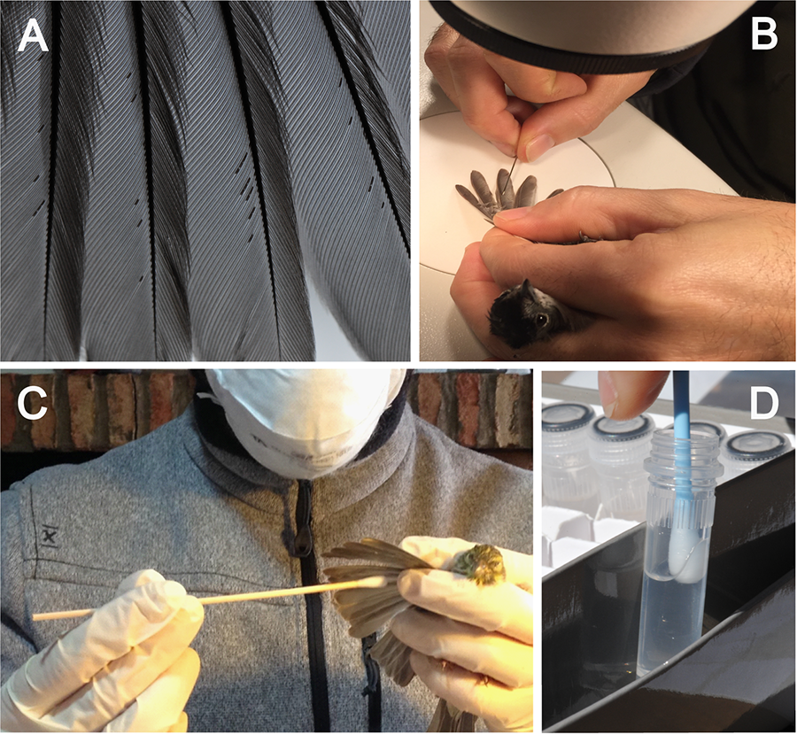  Ácaros de las plumas en la parte ventral de las plumas del ala (A). Toma de muestras con una aguja bajo la lupa binocular (B). Uso de guantes, hisopos desechables y mascarilla para estudios que requieran minimizar al máximo la contaminación de las muestras (C). Tubo de rosca para garantizar que no se evapore el alcohol (D).