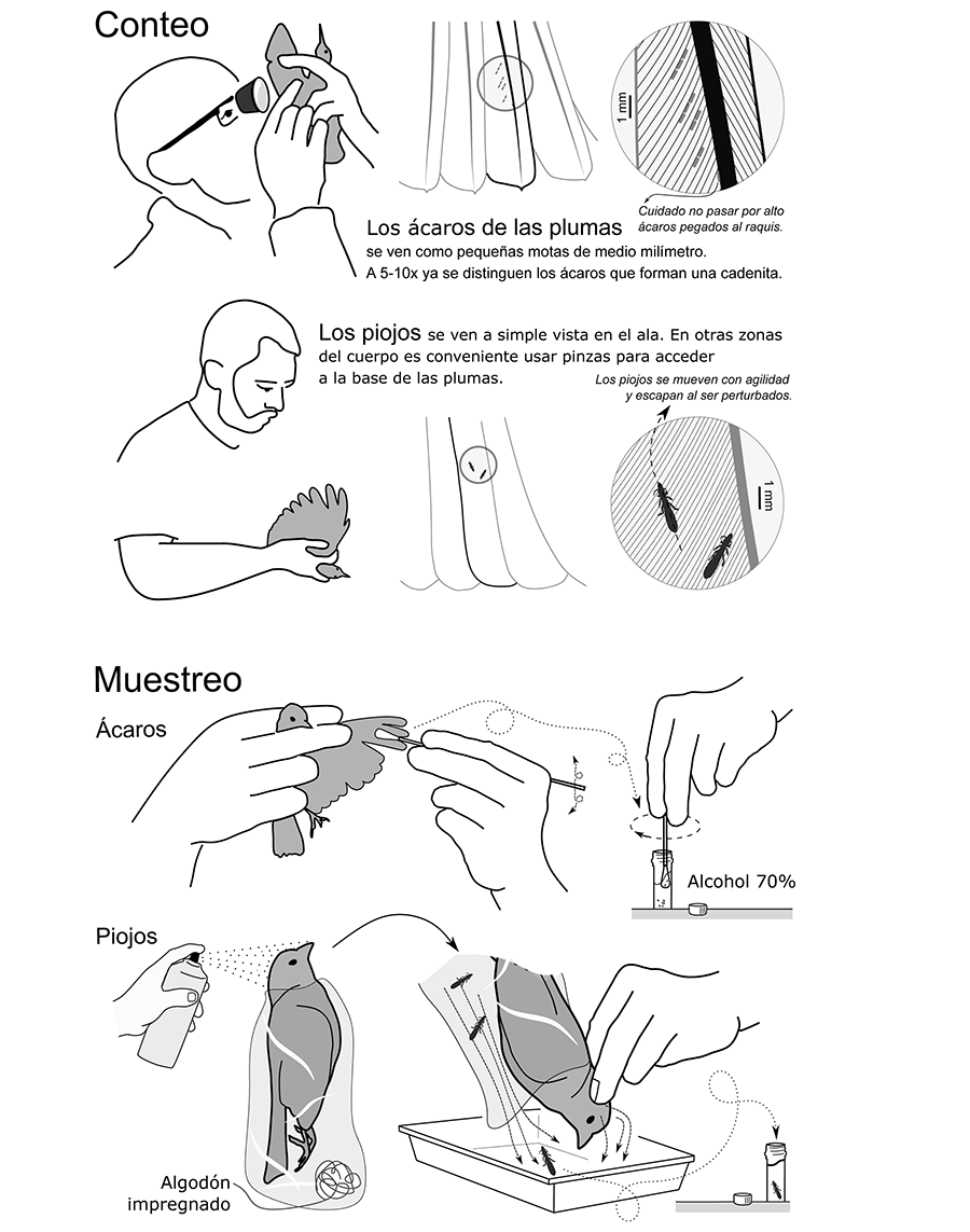Diagrama simplificado de conteo (arriba) y colecta (abajo) de ácaros y piojos de las plumas.